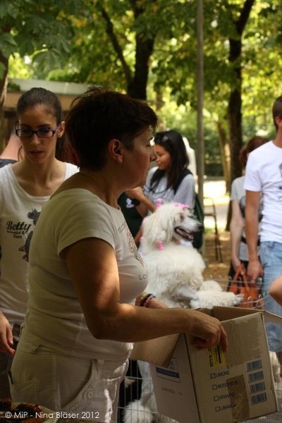 2012-07-01 B & B - Bedlington & Bichon Fun Day (256)_1000x1500.jpg